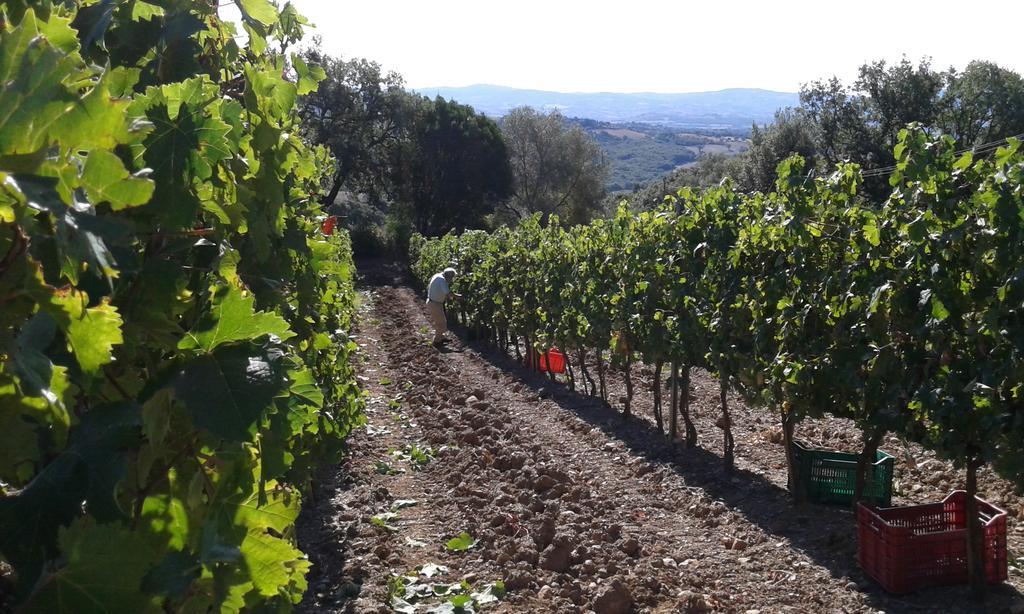 Agriturismo Belvedere Di Pierini E Brugi Campagnatico 外观 照片